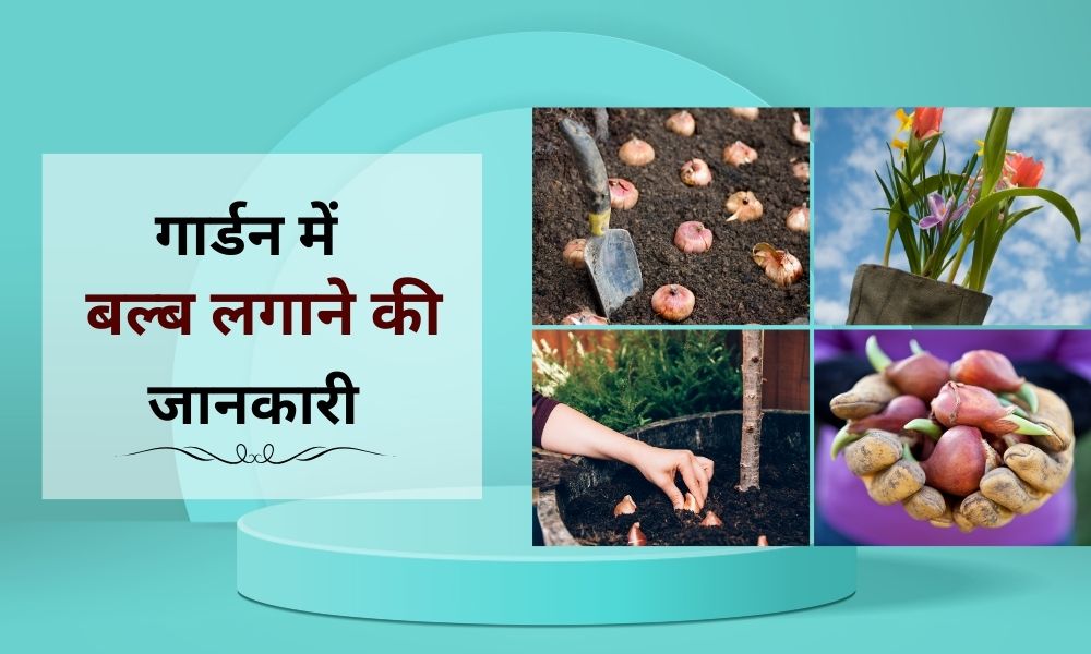 होम गार्डन में बल्ब लगाने के लिए चार्ट - Bulb Planting Chart For Home Garden In Hindi